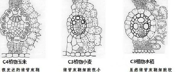 如何通过模拟比赛环境提高篮板实战能力?_0